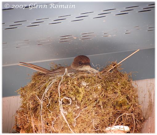 Eastern Phoebe series.-mama-eastern-phoebe.jpg