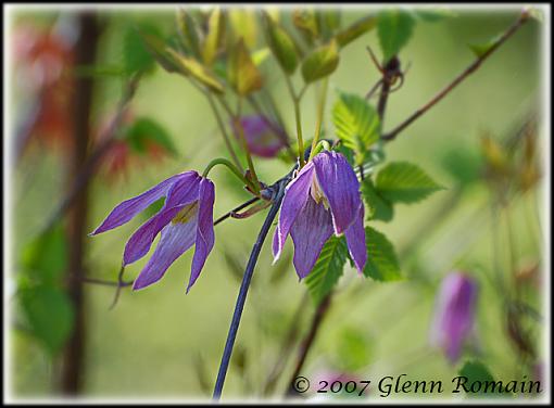 WildFlower ID-flower-no-id.jpg