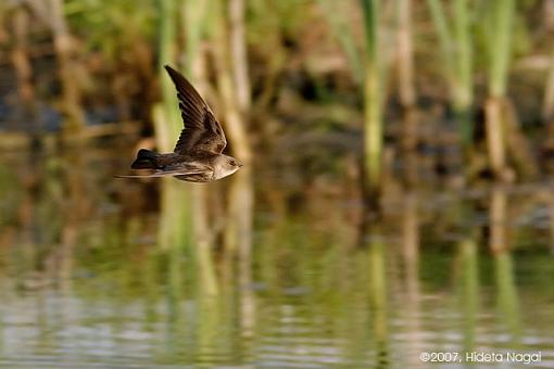 Life in the Fast Lane-05-17-07-swifts-1.jpg