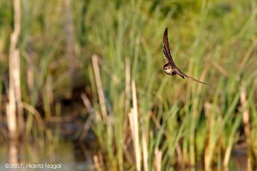 Life in the Fast Lane-05-17-07-swifts-2.jpg