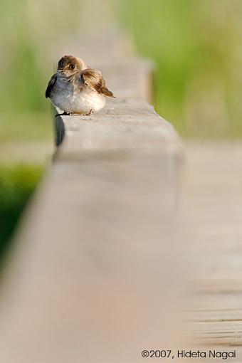 Life in the Fast Lane-05-17-07-swifts-3.jpg