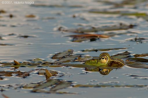 Week 20 Images-05-17-07-frog-1.jpg