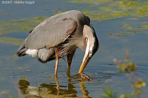 Week 20 Images-05-18-07-heron-4.jpg