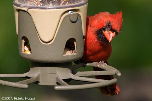 Week 20 Images-05-19-07-cardinals.jpg