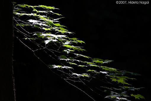 Week 20 Images-05-19-07-forrest.jpg