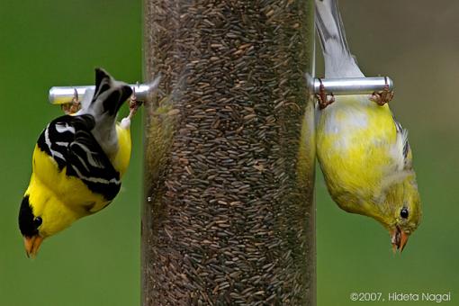 Week 20 Images-05-19-07-goldfinches.jpg