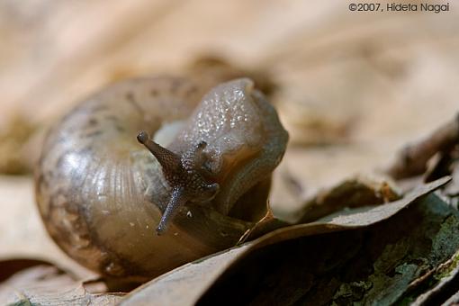 Week 20 Images-05-19-07-snail.jpg