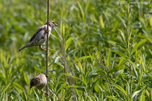 Week 20 Images-05-19-07-sparrows.jpg