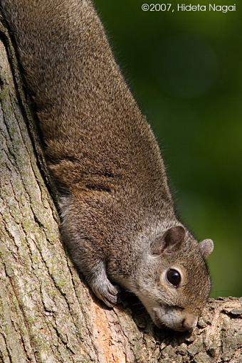 Week 20 Images-05-19-07-squirrel.jpg