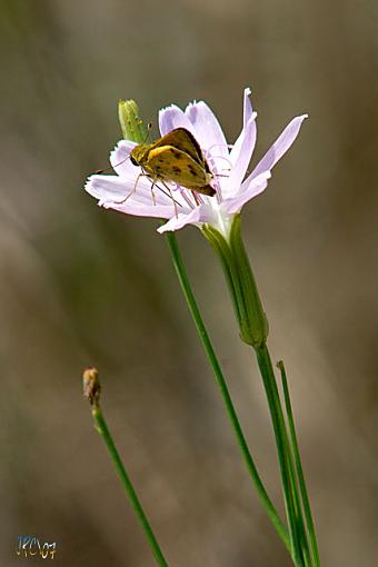 Rusty Skipper-crw_9021.jpg