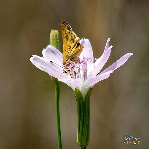 Rusty Skipper-crw_9019.jpg