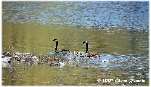 Spring 07 Bird ID Thread-geese.jpg