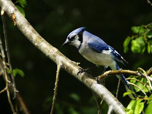 My afternoon with a model-blue-jay-10.jpg