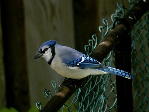 My afternoon with a model-blue-jay-14.jpg