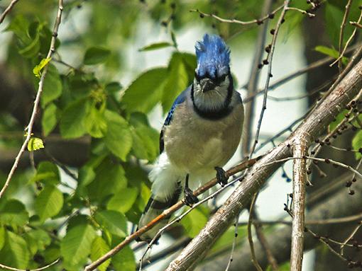 My afternoon with a model-blue-jay-12.jpg