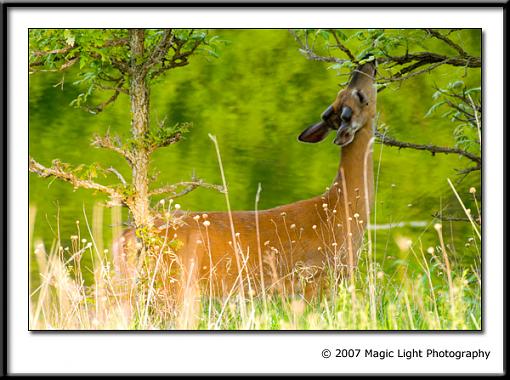 Spring Buck at the pond-crw_3893.jpg