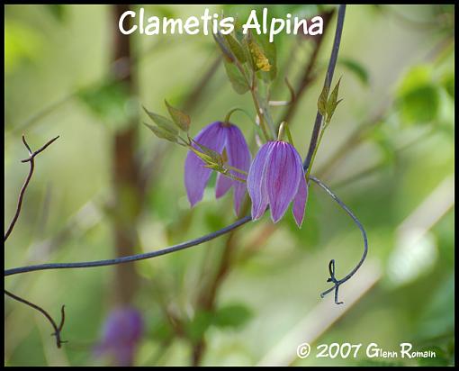 WildFlower ID-clametis-alpina-2.jpg