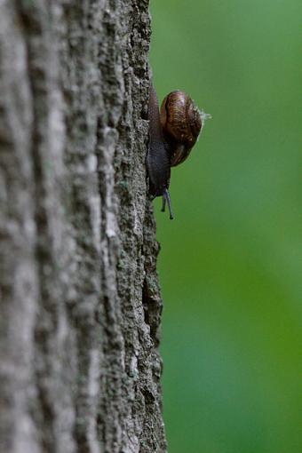 Using Flash with Macros-05-20-07-snail-large.jpg