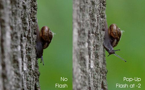 Using Flash with Macros-05-20-07-snail-flash-test-composite.jpg