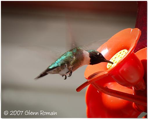 Another Hummingbird-inflight-almost-hummingbird.jpg