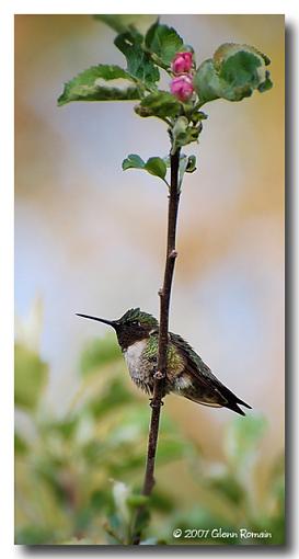 Another Hummingbird-apple-tree-hummingbird.jpg