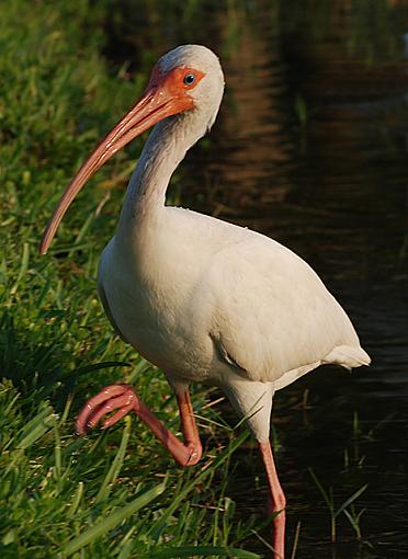 Yard Ibis-kerlew2640.jpg