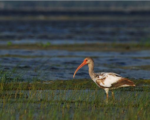 found some time-juvenile-white-ibis2-web.jpg
