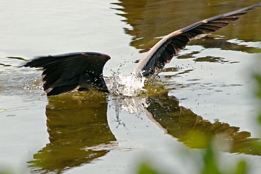 Week 20 Images-05-18-07-heron-2.jpg