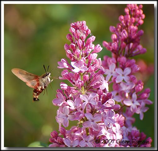 Hummingbird Moth-flying-bug.jpg