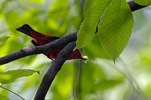 Man! How long before this happens again?!-05-21-07-scarlet-tanager-4.jpg