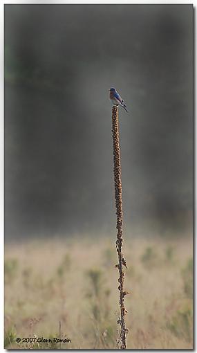 Spring 07 Bird ID Thread-eastern-bluebird-1.jpg