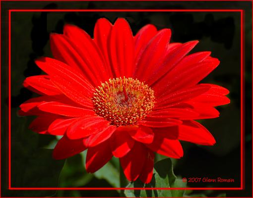 Yellow Red Mauve-fleur-rouge.jpg