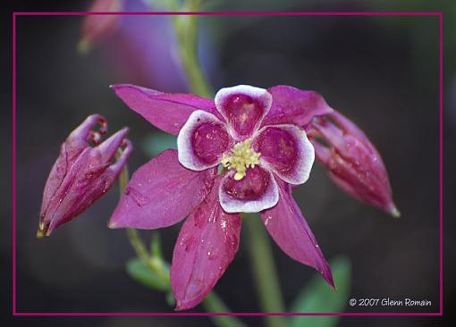 Yellow Red Mauve-fleur-mauve.jpg