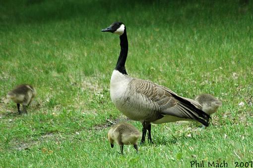 The Goose Family-goose-chicks.jpg