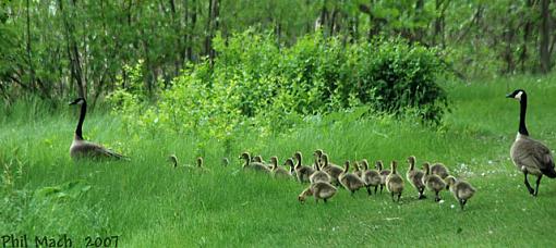 The Goose Family-geese-line-weeds.jpg