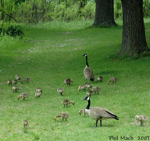 The Goose Family-goose-family-4.jpg