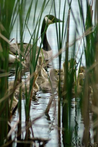 The Goose Family-geese-water.jpg