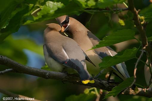 New Arrival - Cedar Waxwings-05-25-07-cedar-waxwing-1.jpg