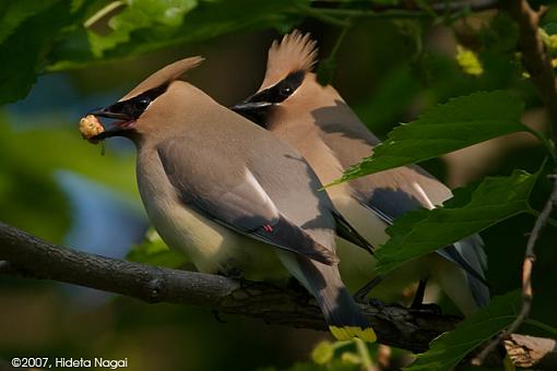 New Arrival - Cedar Waxwings-05-25-07-cedar-waxwing-2.jpg