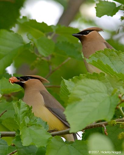 New Arrival - Cedar Waxwings-05-25-07-cedar-waxwing-3.jpg