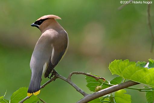 New Arrival - Cedar Waxwings-05-25-07-cedar-waxwing-4.jpg