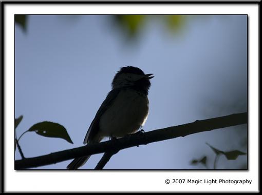 Name that sillhouette-crw_4053.jpg