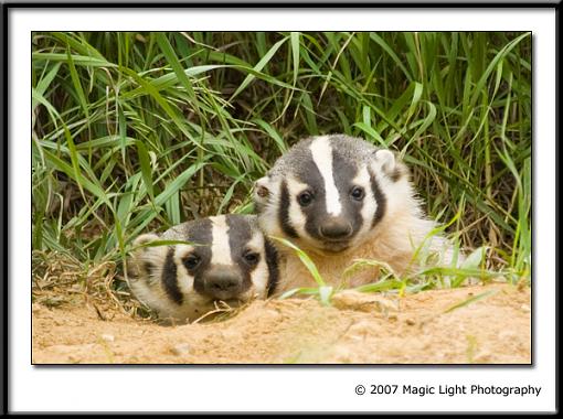 Baby Badgers!!-crw_4207a.jpg