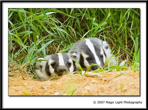 Baby Badgers!!-crw_4205.jpg