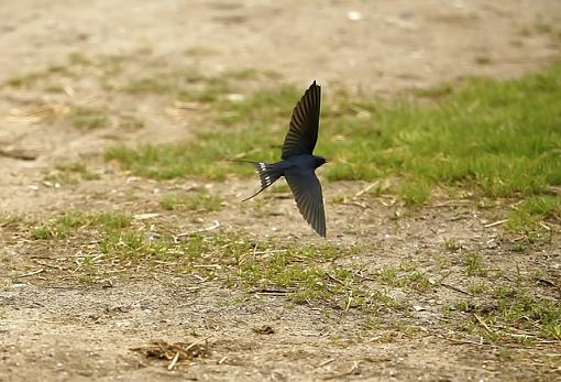 Swallows-forum-swallow-3.jpg