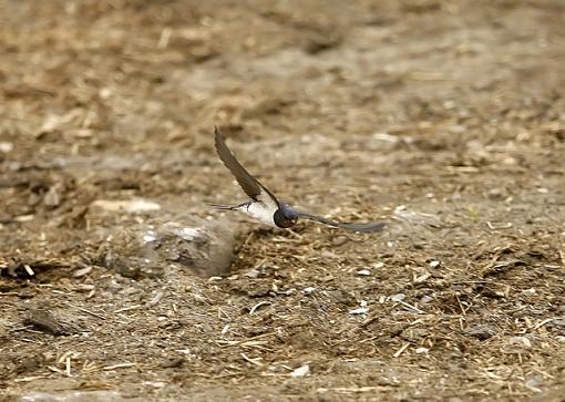 Swallows-forum-swallow-4.jpg