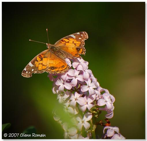 More from my Lilac tree .-american-painted-lady.jpg