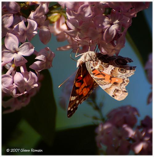 More from my Lilac tree .-painted-lady.jpg