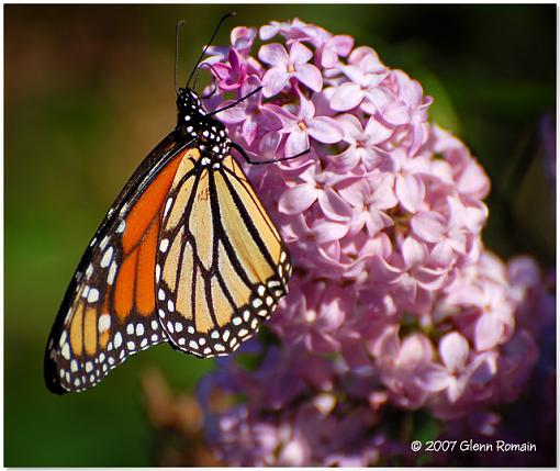 More from my Lilac tree .-monarch.jpg