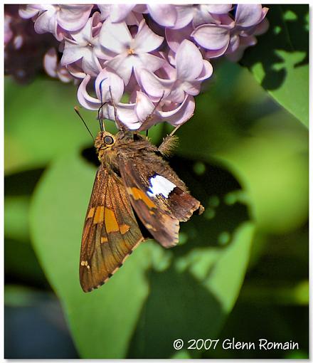 More from my Lilac tree .-silver-spotted-skipper.jpg